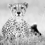 豹子头像 非洲猎豹头像图片