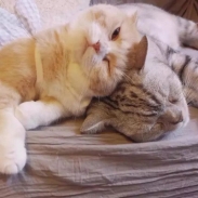 超可爱的猫咪情侣头像一对一左一右 ❤️我们为了爱情倾注了太多的精力