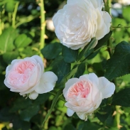 好看的玫瑰花微信头像🌹 玫瑰的刺虽锋利，却不能掩盖它的温柔和美丽。